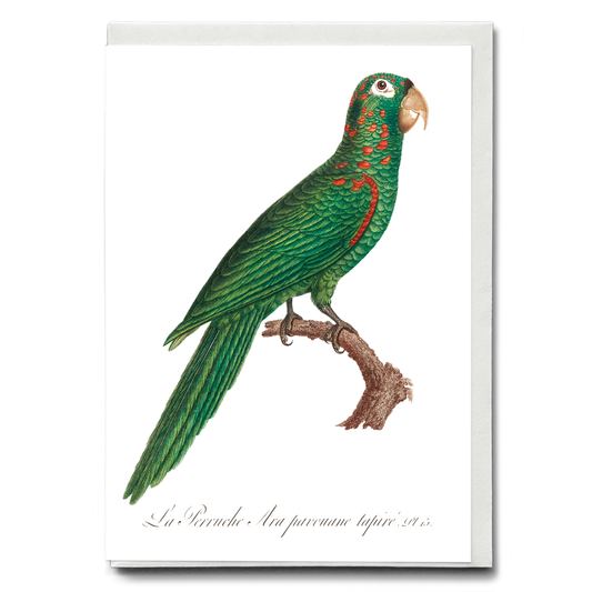 The Red-Spectacled Amazon, Amazona pretrei  - Wenskaart