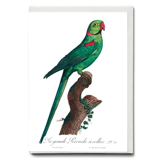 The Rose-Ringed Parakeet, Psittacula krameri IV - Wenskaart