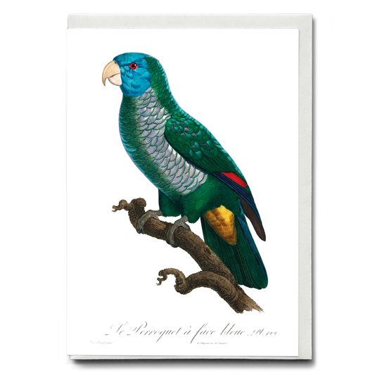 The Saint Lucia amazon, Amazona versicolor  - Wenskaart