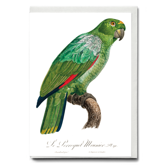 The Southern Mealy Amazon, Amazona farinosa  - Wenskaart