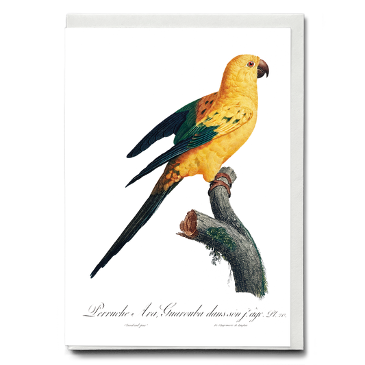 The Sun Parakeet, Aratinga solstitialis  - Wenskaart