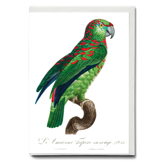 The Turquoise-Fronted Amazon Amazona aestiva I - Wenskaart