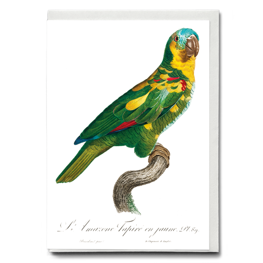 The Turquoise-Fronted Amazon, Amazona aestiva II - Wenskaart