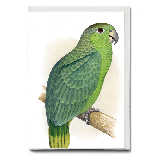 Mealy Amazon - Wenskaart