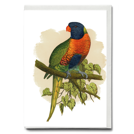 Blue Mountain Lory - Wenskaart
