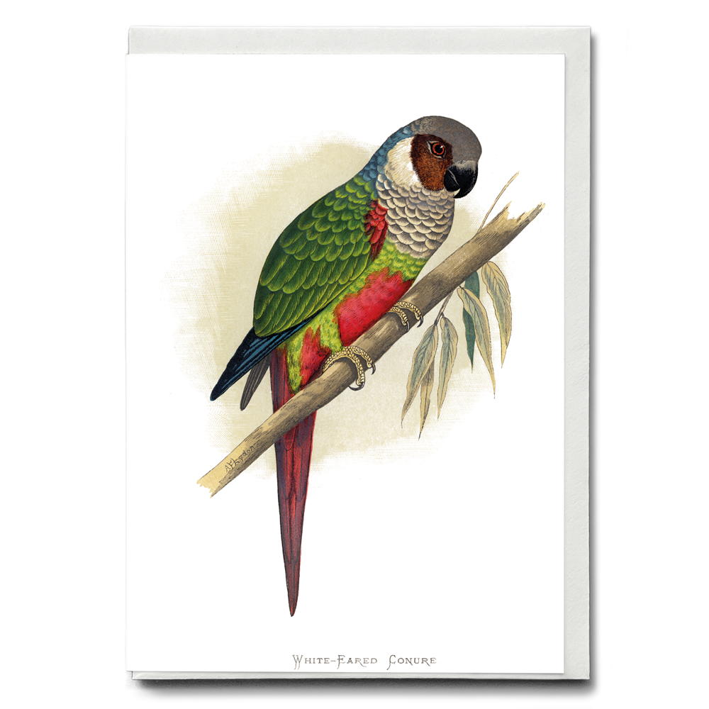 White-Eared Conure - Wenskaart