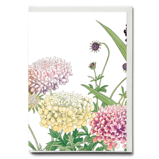 Scabiosa By Tanigami Kônan - Wenskaart