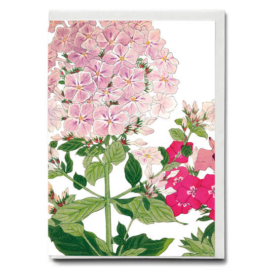 Phlox By Tanigami Kônan - Wenskaart