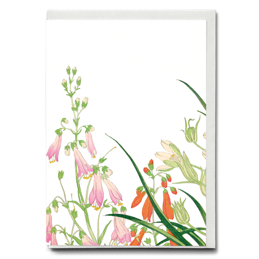 Ornithogalums By Tanigami Kônan - Wenskaart
