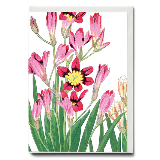 Ixia Flower By Tanigami Kônan - Wenskaart