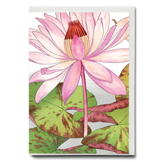 Nymphaea Lotus By Tanigami Kônan - Wenskaart