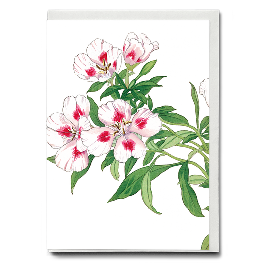 Godetia Flower By Tanigami Kônan - Wenskaart
