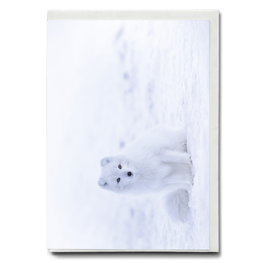 arctic fox sitting on snow - Greeting Card