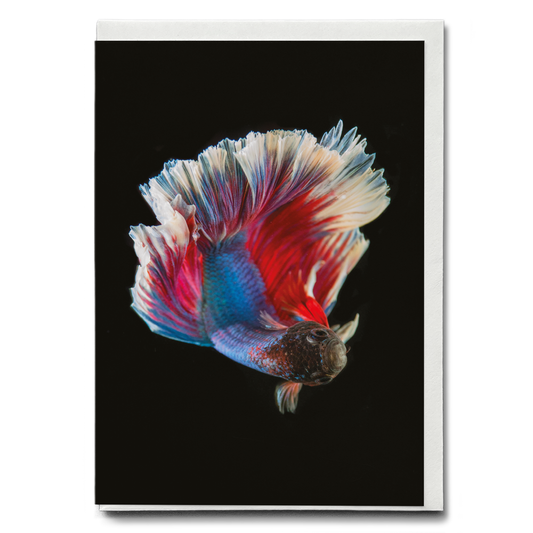 betta fish - Greeting Card