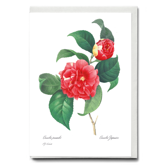 Japanese Camellia By Pierre-Joseph Redouté - Wenskaart