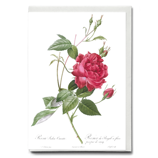 Blood-Red Bengal Rose By Pierre-Joseph Redouté - Wenskaart