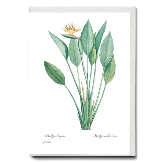 Bird of paradise By Pierre-Joseph Redouté - Wenskaart