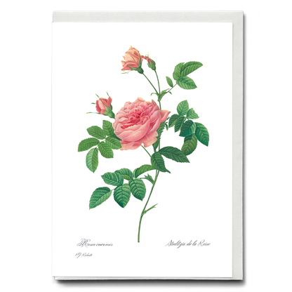 Rose Turbine without Thorns By Pierre-Joseph Redouté - Wenskaart
