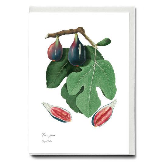Fig By Giorgio Gallesio - Wenskaart