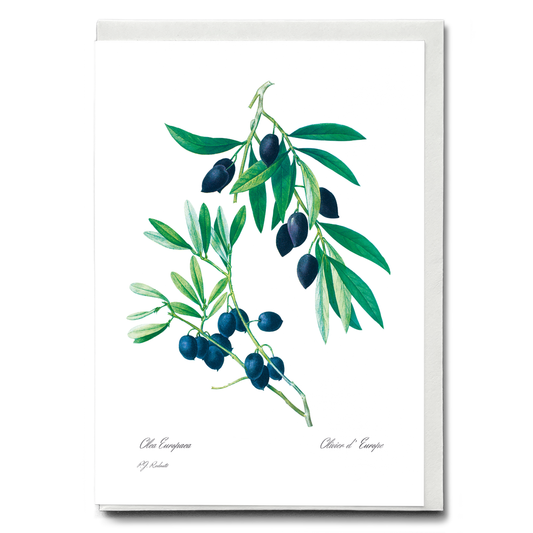 Olive By Pierre-Joseph Redouté - Wenskaart