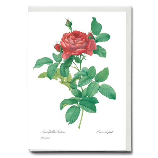 Bridge Rose By Pierre-Joseph Redouté - Wenskaart