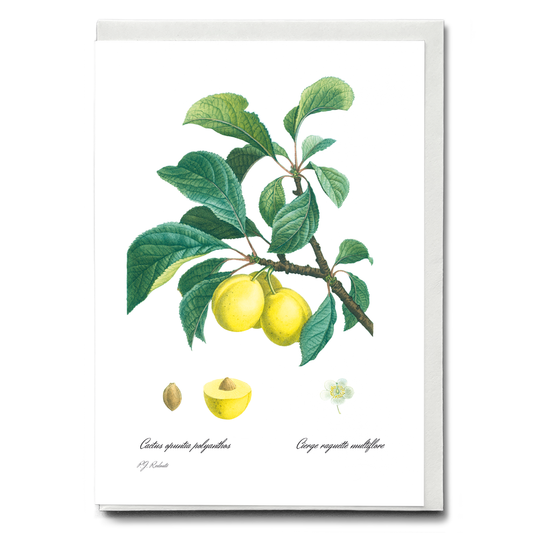 Plum By Pierre-Joseph Redouté - Wenskaart