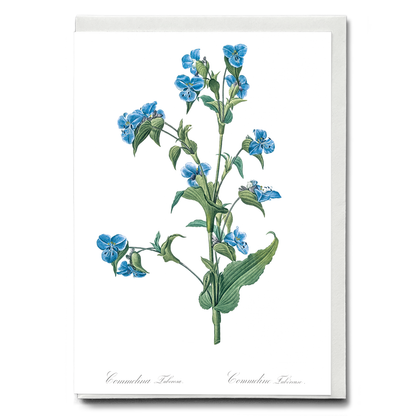 Commelina tuberosa By Pierre-Joseph Redouté - Wenskaart