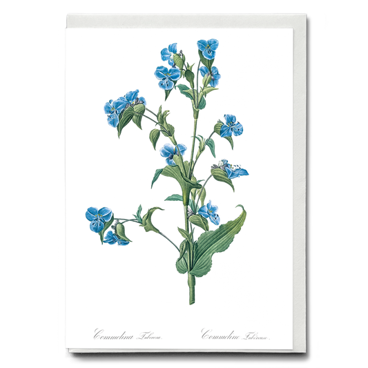 Commelina tuberosa By Pierre-Joseph Redouté - Wenskaart