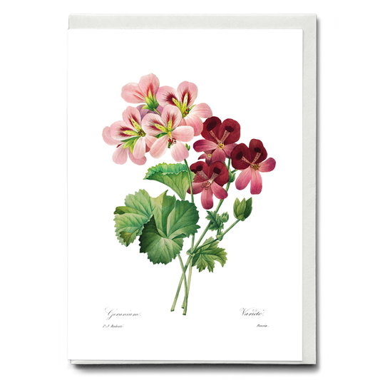 Geranium By Pierre-Joseph Redouté - Wenskaart