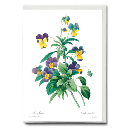 Wild pansy By Pierre-Joseph Redouté - Wenskaart