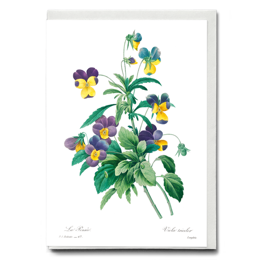 Wild pansy By Pierre-Joseph Redouté - Wenskaart