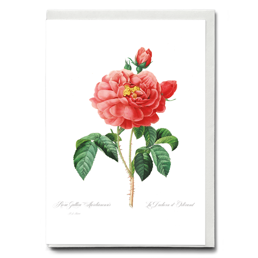 Pink rose By Pierre-Joseph Redouté - Wenskaart