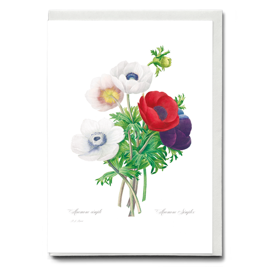 Anemone coronaria By Pierre-Joseph Redouté - Wenskaart
