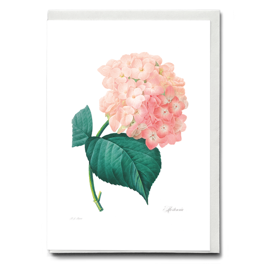 Hydrangea By Pierre-Joseph Redouté - Wenskaart