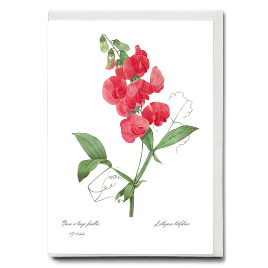 Everlasting Pea By Pierre-Joseph Redouté - Wenskaart