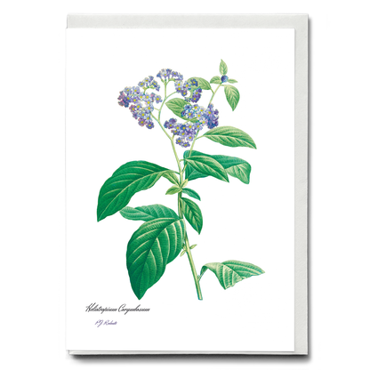 Forget Me Not By Pierre-Joseph Redouté - Wenskaart