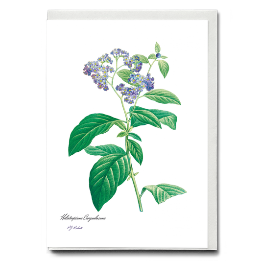 Forget Me Not By Pierre-Joseph Redouté - Wenskaart
