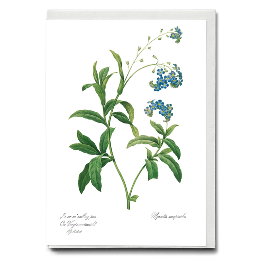 Forget Me Not Flower By Pierre-Joseph Redouté - Wenskaart