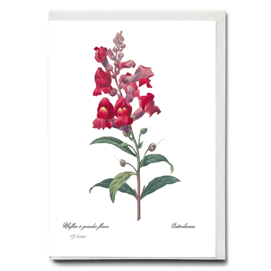 Anterinum from Choix des plus belles fleurs By Pierre-Joseph Redouté - Wenskaart