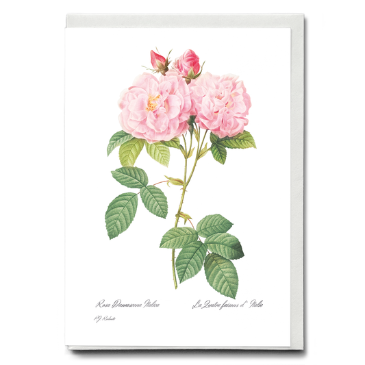 Italian Damask Rose By Pierre-Joseph Redouté - Wenskaart