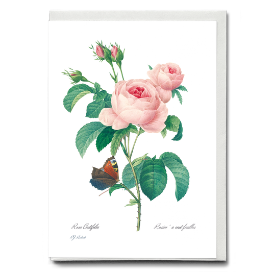 Cabbage rose By Pierre-Joseph Redouté - Wenskaart