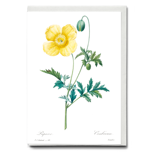 Welsh poppy by Pierre-Joseph Redouté - Wenskaart