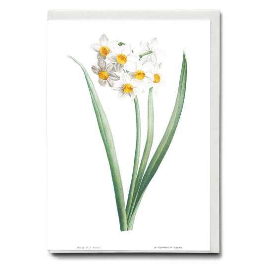 Narcissus By Pierre-Joseph Redouté - Wenskaart
