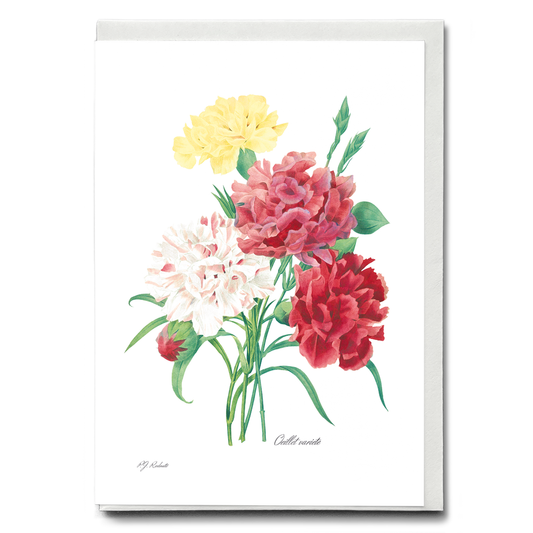 Carnation By Pierre-Joseph Redouté - Wenskaart