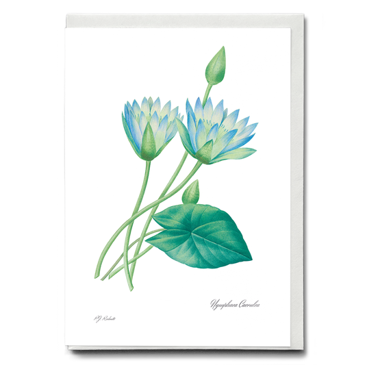 Egyptian lotus by Pierre-Joseph Redouté - Wenskaart