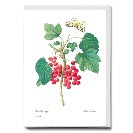 Red Currant By Pierre-Joseph Redouté - Wenskaart