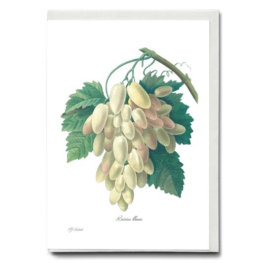 White Grape By Pierre-Joseph Redouté - Wenskaart