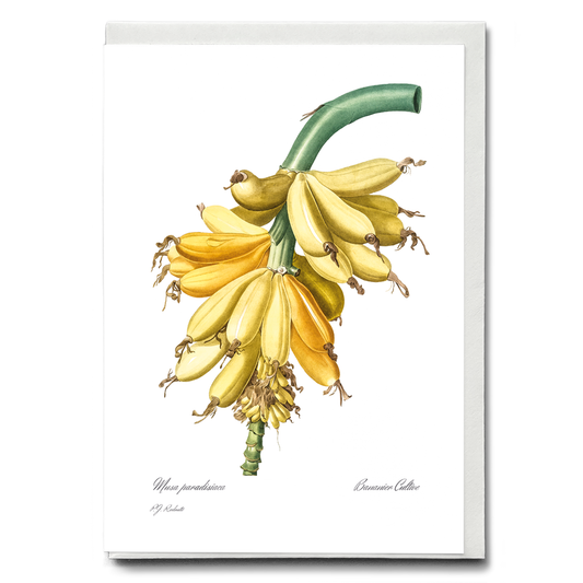 Banana By Pierre-Joseph Redouté - Wenskaart