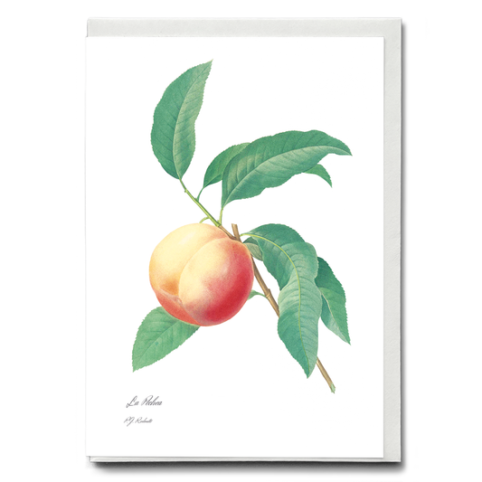 Peach fruit on a branch By Pierre-Joseph Redouté - Wenskaart