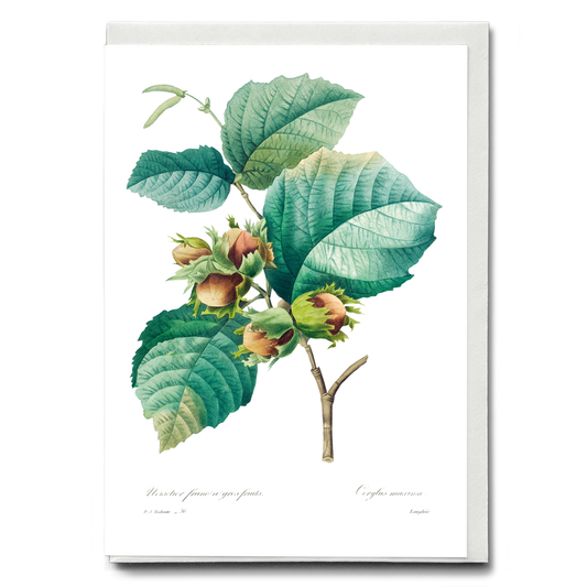 Hazelnut by Pierre-Joseph Redouté - Wenskaart